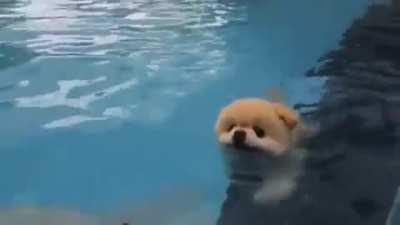 Enjoy this tiny puppy having a swim!