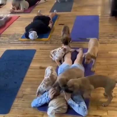 In Canada, a sports club has offered a new type of yoga - classes with puppies, with whom you can relax and even sleep.