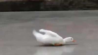 Duck Duck Go!