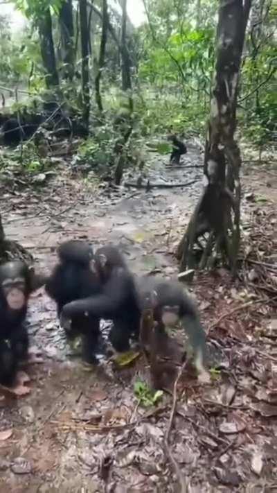 Baby chimps welcoming new members to the Liberian Chimp Rescue Sanctuary