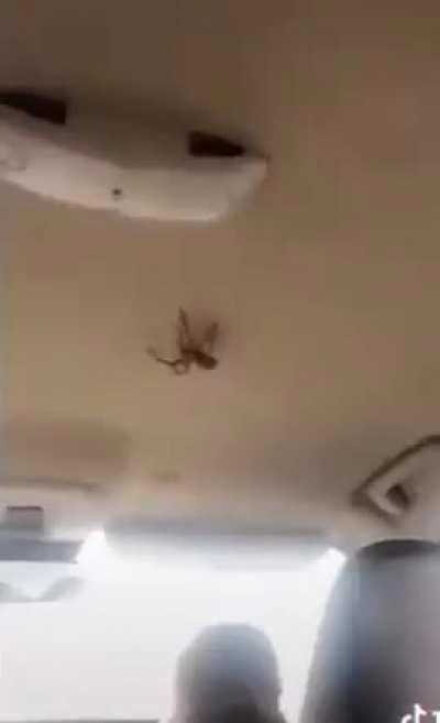 A spider and girls interaction in a moving vehicle