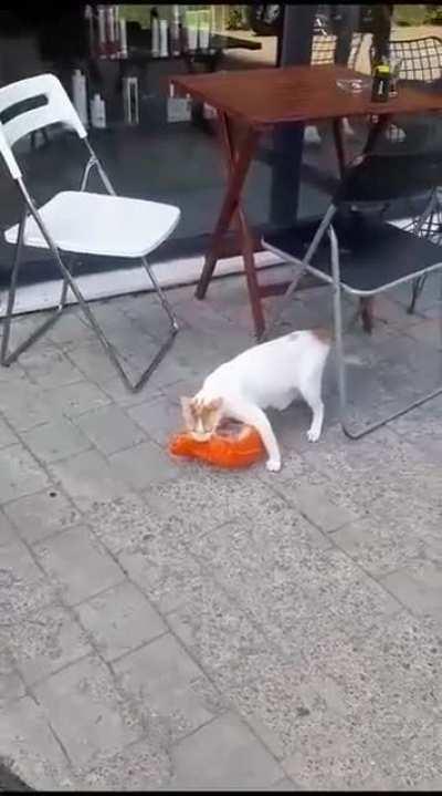 This cat in Istanbul stole a whole chicken to feed her kittens