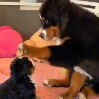 A dog pets their child.