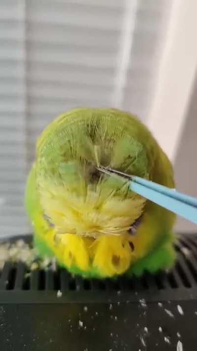 Removing pinfeathers from a budgie