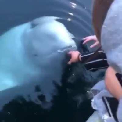 Beluga Whale saves phone from the depths of the sea in Norway.