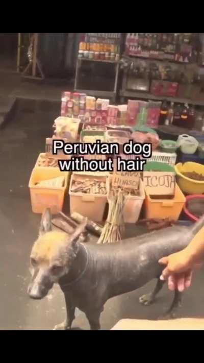 Pero peruano 