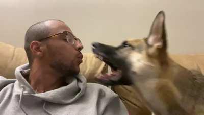 A Vicious German Shepherd Attack