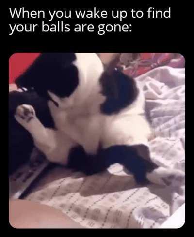 Who is the cat now, who has lost his balls?