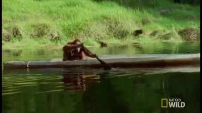 Orangutan rowing a boat