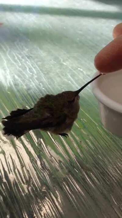 Helping an exhausted hummingbird - little guy spent the night trapped in my garage, in the morning couldn't fly, just sat on the floor. So I gave him drops of sugar water for awhile, then I went in the house for a minute and when I came back out he'd flow