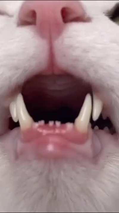 teefies