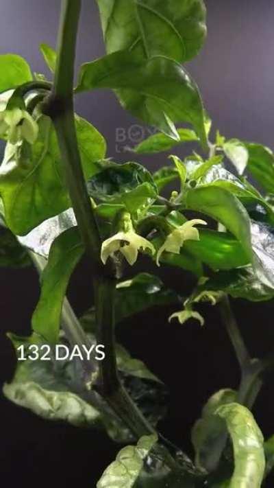 Time lapse of growing a Trinidad scorpion Chili 🌶