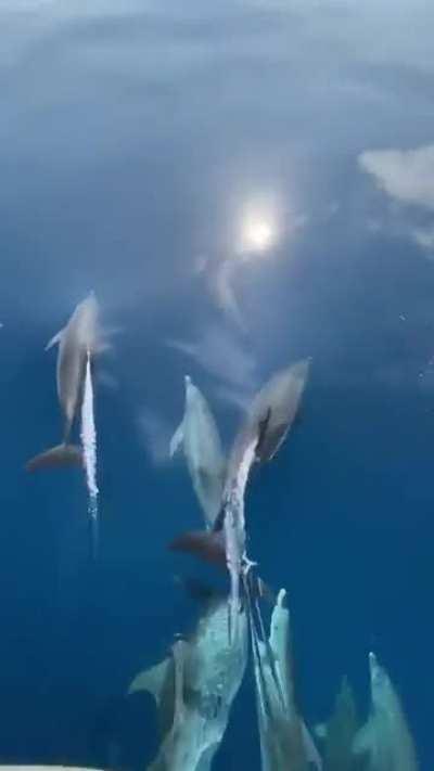 🔥 Running into a pod of dolphins in crystal clear waters! Credit: @chekomtztellez