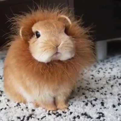 Adorable bunnylion