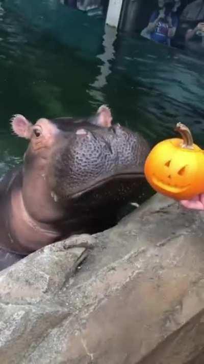 Happy Halloween hippos