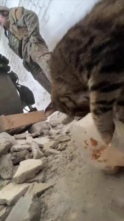 Ukrainian soldier is greeted by a tabby with a gentle headbutt and he feeds her and her family