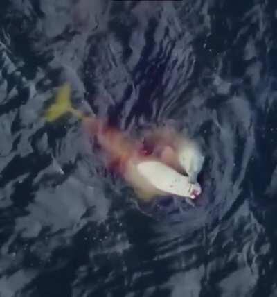 Polar bear killing a beluga whale he successfully ambushed