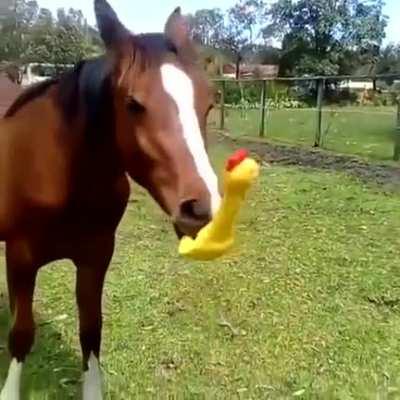 When you give your horse a squeaky toy