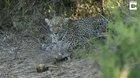 🔥 Tortoises interrupt hunting leopard