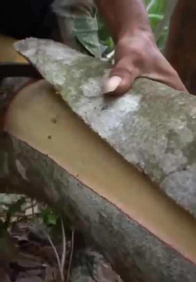 Removing bark from cinnamon tree