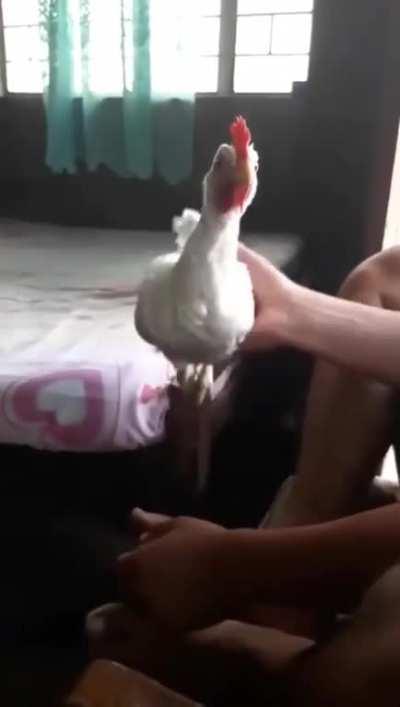 The way this chicken stabilizes its head.