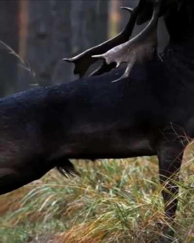 Rare black fallow deer seen in the Baryczy valley in Poland, (credits tanczacachmura)