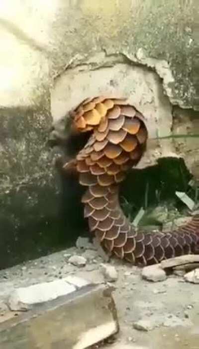 🔥 It's a pangolin. Why he destroys the wall no one knows.