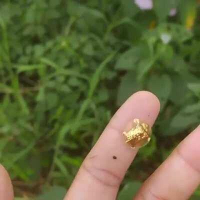 🔥 The Golden Tortoise Beetle (Aspidimorpha sanctaecrucis)