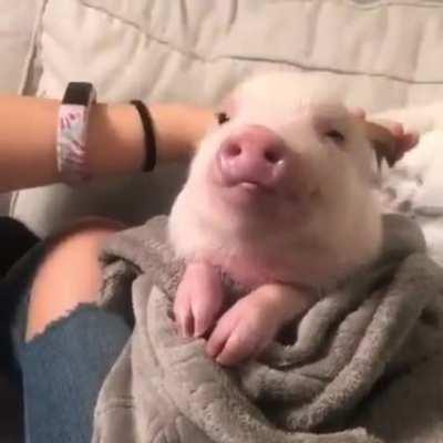 A cute piglet to make you smile, have a great friday!