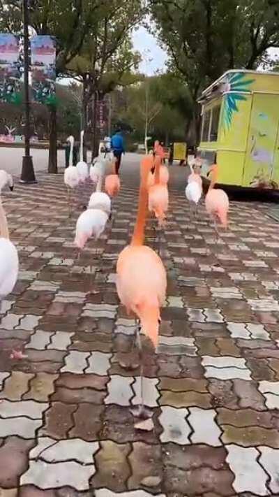 🔥 Flamingo Gang .