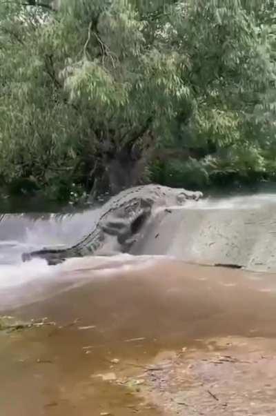 This Saltwater Crocodile traveling upstream after a flood