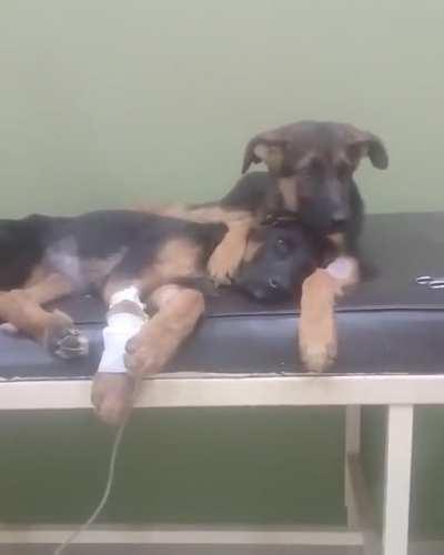 Doggo comforts friend during a trip to the vet