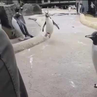 Makes me happy just watching this penguin jump around