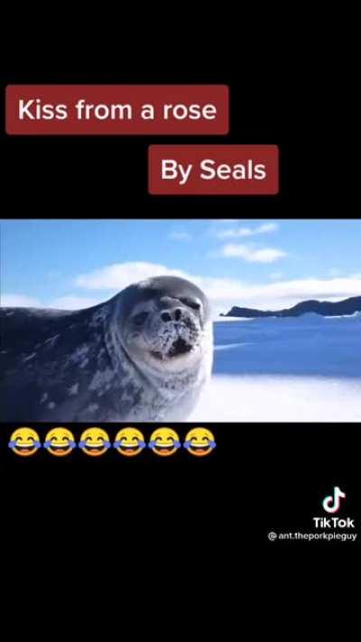 seals singing seal