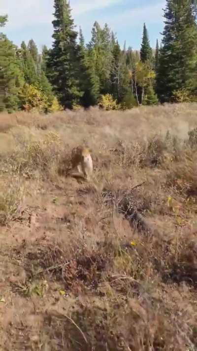 Man has encounter with mountain lion