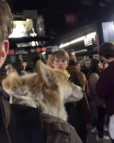 My corgi misses riding the NYC subway in her backpack