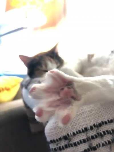 Stretchy beans
