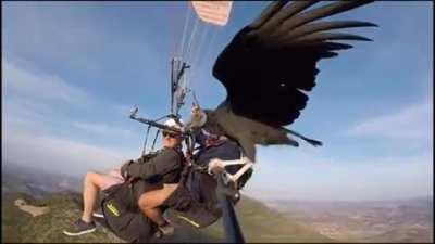 Vulture hitches ride on selfie stick!