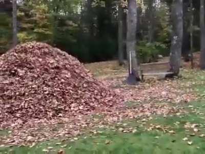 He really loves those leaves