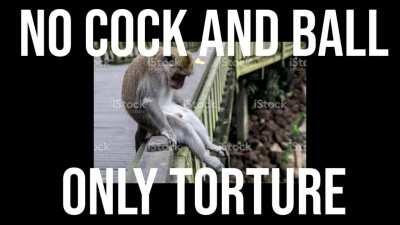 No cock and ball, only torture