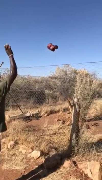 Caracal jumps from fence to catch the meat thrown at it. 