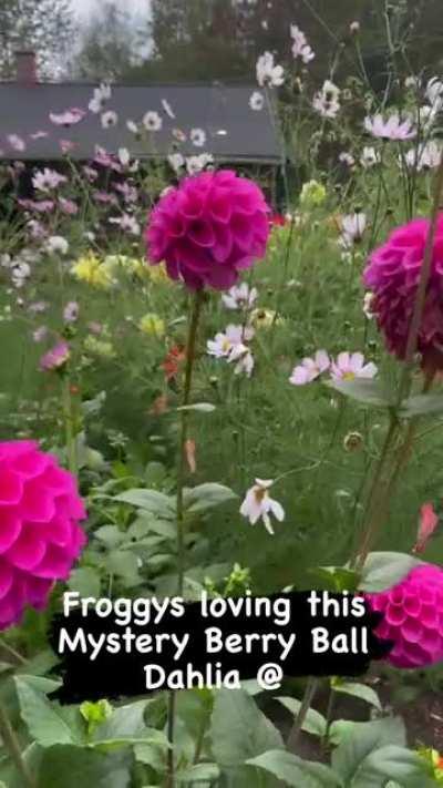 Frogs cocooned inside a few dahlia flowers