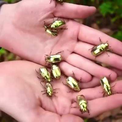 Golden scarab beetles