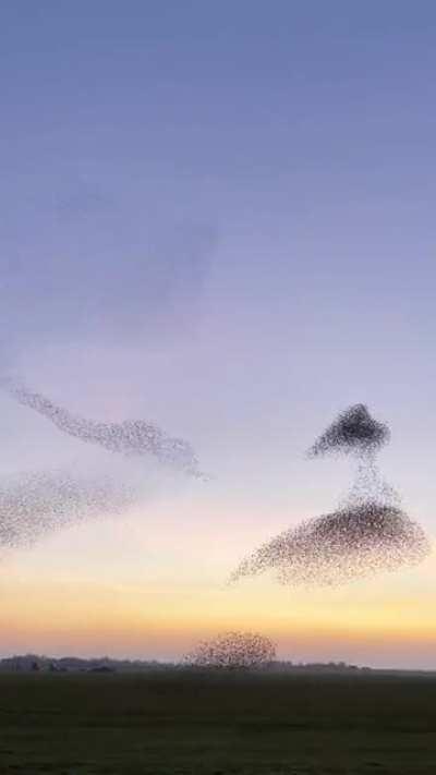 By the end of the day, a big murmuration of starlings danced a magical show