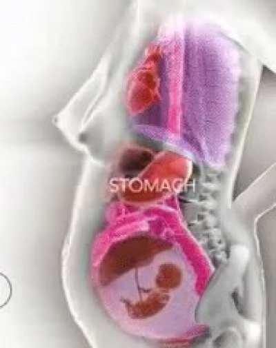 How a woman’s organs move during pregnancy