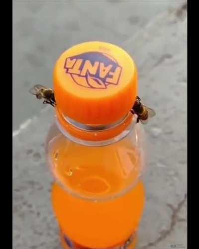 Bees opening a twist top bottle of Fanta