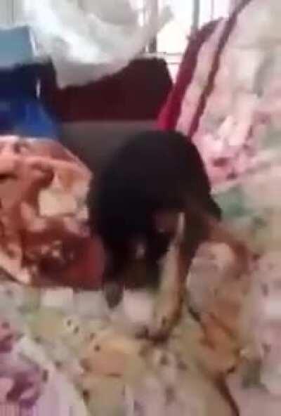 A chihuahua who likes to suck his own dick