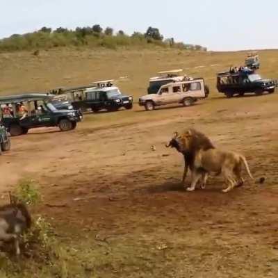 Lions wait for the chance to feed