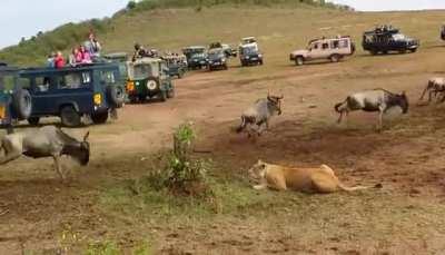 Lion vs Lioness Hunting Technique.