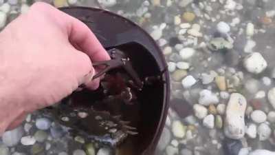 Horseshoe crabs are actually harmless despite their terrifying looks